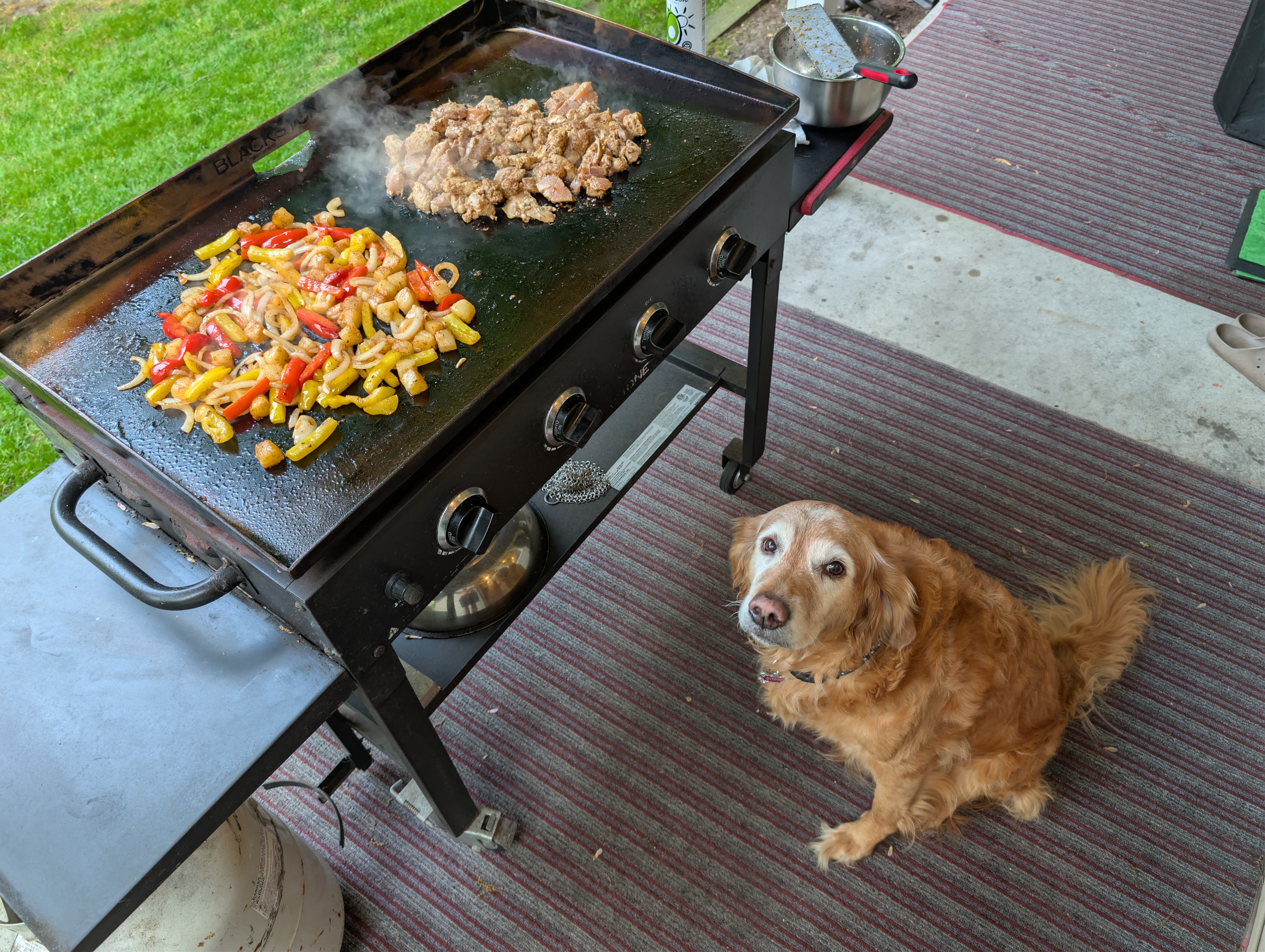Sadie the golden retriever sitting patiently beside the Blackstone griddle, waiting for the taste test